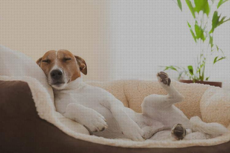 ¿Dónde poder comprar camas cama perro ergonómica?