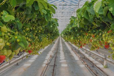 Review de cultivo de fresas con suelo en altura ergonómica