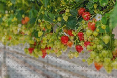 Los 8 Mejores Cultivo De Fresas Con Suelo En Altura Ergonómica